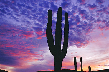 Cactus at sunset, La Paz, Mexican desert, Baja California, Mexico