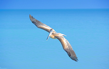 Pelican flying over sea, Key West, Florida, United States of America, North America