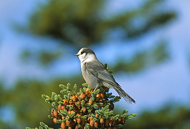 Close-up of grey jay bird, Kouchibouguac National Park, New Brunswick, Canada, North America