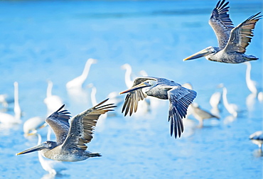 Brown Pelican (Pelecanus occidentalis) in flight, Sanibel Island, J. N. Ding Darling National Wildlife Refuge, Florida, United States of America, North America