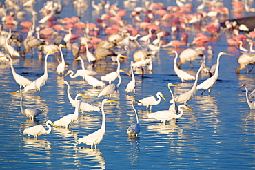 Great egrets (Casmerodius albus) and roseate spoonbills (Ajaia ajaja) looking for fish in pond, Sanibel Island, J. N. Ding Darling National Wildlife Refuge, Florida, United States of America, North America