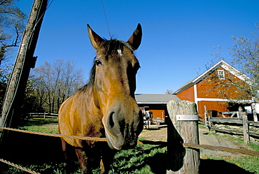 Horse and farm, near Kent, Connecticut, New England, United States of America, North America