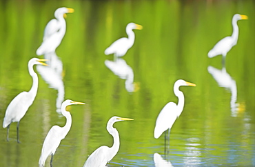 Great Egrets (Casmerodius albus) in a pond looking for fish, Sanibel Island, J. N. Ding Darling National Wildlife Refuge, Florida, United States of America, North America