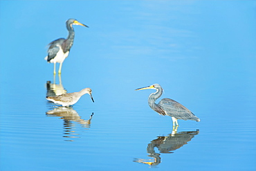 Tricolored herons (Egretta tricolor) standing in water, Sanibel Island, J. N. Ding Darling National Wildlife Refuge, Florida, United States of America, North America