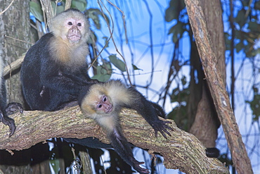 White-faced Capuchin monkey (Cebus capucinos) on tree, Manuel Antonio National Park, Costa Rica, Central America