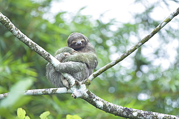 Three-toed sloth (Bradypus variegatus) sitting on a tree, Arenal, La Fortuna, Costa Rica, Central America