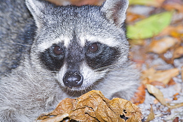 Northern Racoon (Procyon lotor), Manuel Antonio National Park, Costa Rica, Central America