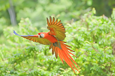 Scarlet macaw (Ara macao) in flight, Corcovado National Park, Osa Peninsula, Costa Rica, Central America