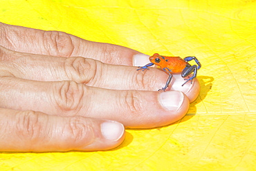 Blue jeans dart frog (Dendrobates pumilio) on human hand, Costa Rica, Central America