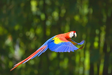 Scarlet macaw (Ara macao) in flight, Corcovado National Park, Osa Peninsula, Costa Rica, Central America