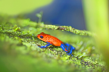 Blue jeans dart frog (Dendrobates pumilio), Costa Rica, Central America