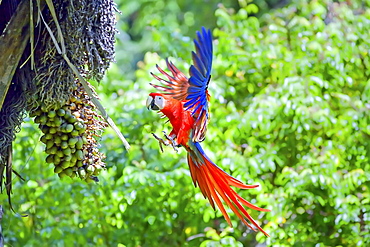 Scarlet Macaws (Ara macao) in flight, Corcovado National Park, Osa Peninsula, Costa Rica, Central America