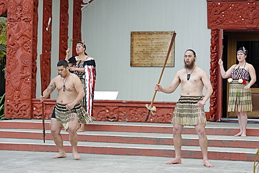 Maori welcome dance performance, Te Puia, Rotorua, North Island, New Zealand, Pacific