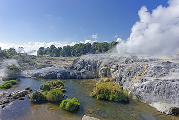 Pohutu Geyser, Rotorua, North Island, New Zealand, Pacific