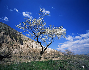 Almond tree in bloom, Zelve, Cappadocia, Anatolia, Turkey, Eurasia