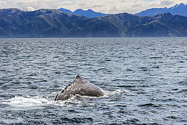 Sperm whale diving, Kaikoura, South Island, New Zealand, Pacific