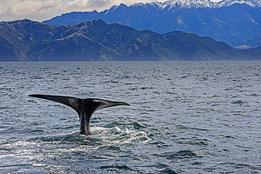 Fluke of Sperm whale diving, Kaikoura, South Island, New Zealand, Pacific