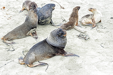 New Zealand Sea Lions (Phocarctos hookeri) at Otago Peninsula, Dunedin, Otago, South Island, New Zealand, Pacific