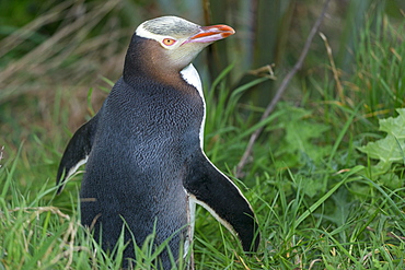 Yellow-eyed penguin (Megadyptes antipodes), Dunedin, Otago, South Island, New Zealand, Pacific