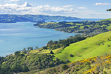 Otago Peninsula, Otago, South Island, New Zealand, Pacific