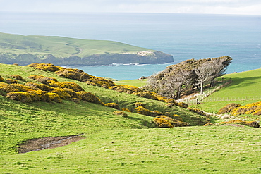 Otago Peninsula landscape, Otago, South Island, New Zealand, Pacific