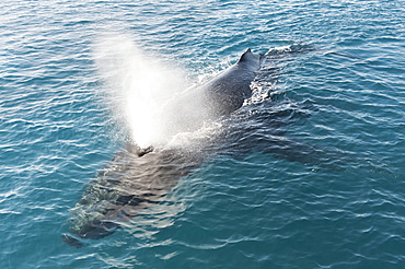 Humpback whale (Megaptera novaeangliae) adult surfacing and exhaling, Hervey Bay, Queensland, Australia, Pacific