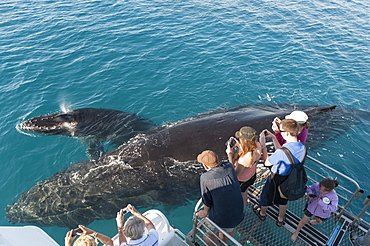 Humpback whale (Megaptera novaeangliae) watching, Hervey Bay, Queensland, Australia, Pacific