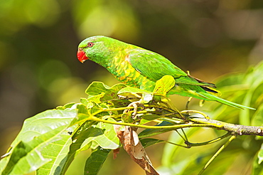 Australian lorikeet, Lone Pine Koala Sanctuary, Brisbane, Queensland, Australia, Pacific