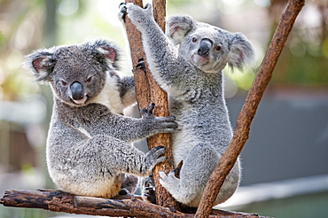 Two koalas (Phascolarctos Cinereous) playing on a tree, Lone Pine Koala Sanctuary, Brisbane, Queensland, Australia, Pacific