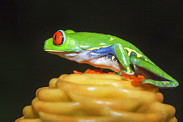 Red eyed tree frog (Agalychins callydrias) on yellow flower, Sarapiqui, Costa Rica, Central America