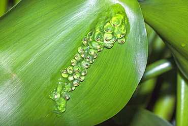Glass Frog Spawn on leaf, Sarapiqui, Costa Rica, Central America