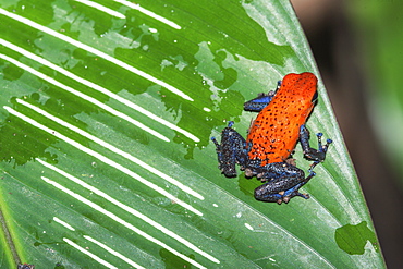 Blue jeans dart frog (Dendrobates pumilio) on leaf, Costa Rica, Central America