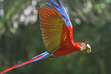 Scarlet Macaw (Ara macao) in flight, Corcovado National Park, Osa Peninsula, Costa Rica, Central America