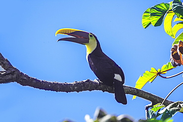 Chestnut-mandibled Toucan (Ramphastos swainsonii) perching on a tree, Corcovado National Park, Osa Peninsula, Costa Rica, Central America