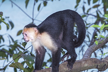 White-faced capuchin monkey (Cebus capucinus) in rainforest, Manuel Antonio National Park, Puntarenas Province, Costa Rica, Central America