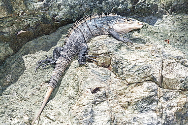 Black spiny tailed Iguana (Ctenosaur similis) crawling, Manuel Antonio National Park, Puntarenas Province, Costa Rica, Central America