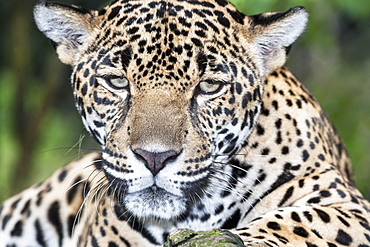 Close-up of an adult male Jaguar (Panthera onca), Costa Rica, Central America