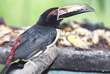 Collared Aracari (Pteroglossus torquatus) perched on tree, Sarapiqui, Costa Rica, Central America