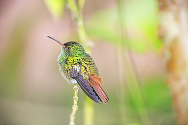 Rufous-tailed hummingbird (Amazilia tzacatl) on branch, Sarapiqui, Costa Rica, Central America