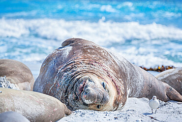 Southern elephant seal (Mirounga leonina), male on sandy beach, Sea Lion Island, Falkland Islands, South America