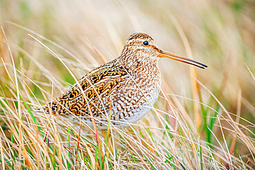 South American snipe (Gallinago paraguaiae), Sea Lion Island, Falkland Islands, South America