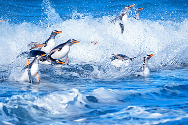 Gentoo penguins (Pygocelis papua papua) jumping out of the water, Sea Lion Island, Falkland Islands, South America