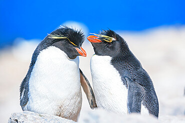 Two Rockhopper penguins (Eudyptes chrysocome chrysocome) showing affection, Sea Lion Island, Falkland Islands, South America