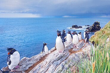 Group of rockhopper penguins (Eudyptes chrysocome chrysocome) on a rocky islet, East Falkland, Falkland Islands, South America