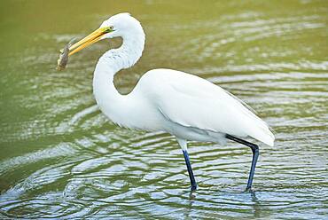 Great white egret (Ardea alba) catching fish, Sanibel Island, J.N. Ding Darling National Wildlife Refuge, Florida, United States of America, North America