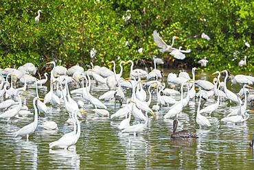 Group of Great white egrets (Ardea alba) looking for food in a pond, J.N. Ding Darling National Wildlife Refuge, Florida, United States of America, North America