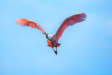 Roseate Spoonbill (Platalea ajaja) in flight, Sanibel Island, J.N. Ding Darling National Wildlife Refuge, Florida, United States of America, North America