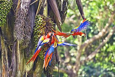 Scarlet Macaws (Ara macao), Corcovado National Park, Osa Peninsula, Costa Rica, Central America