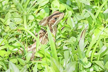 Common basilisk (basiliscus basiliscus), Manuel Antonio National Park, Puntarenas Province, Costa Rica, Central America