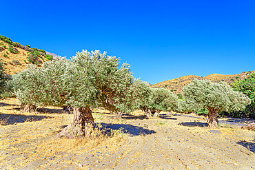 Centuries-old Olive grove, Preveli, Rethymno, Southern Crete, Crete, Greek Islands, Greece, Europe